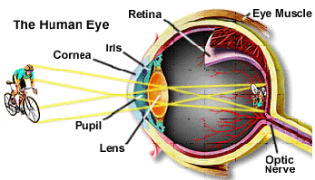 how your eye sees